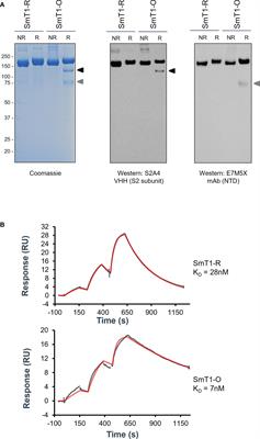 Tuning the immune response: sulfated archaeal glycolipid archaeosomes as an effective vaccine adjuvant for induction of humoral and cell-mediated immunity towards the SARS-CoV-2 Omicron variant of concern